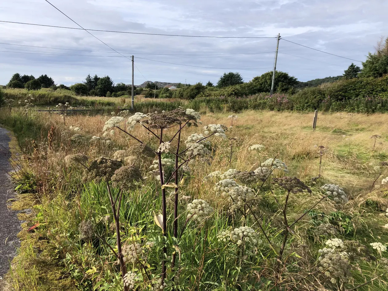 Boligtomt (996 kvm) med flott havutsikt og ypperlige solforhold - Flat tomt med landlig beliggenhet photo 2