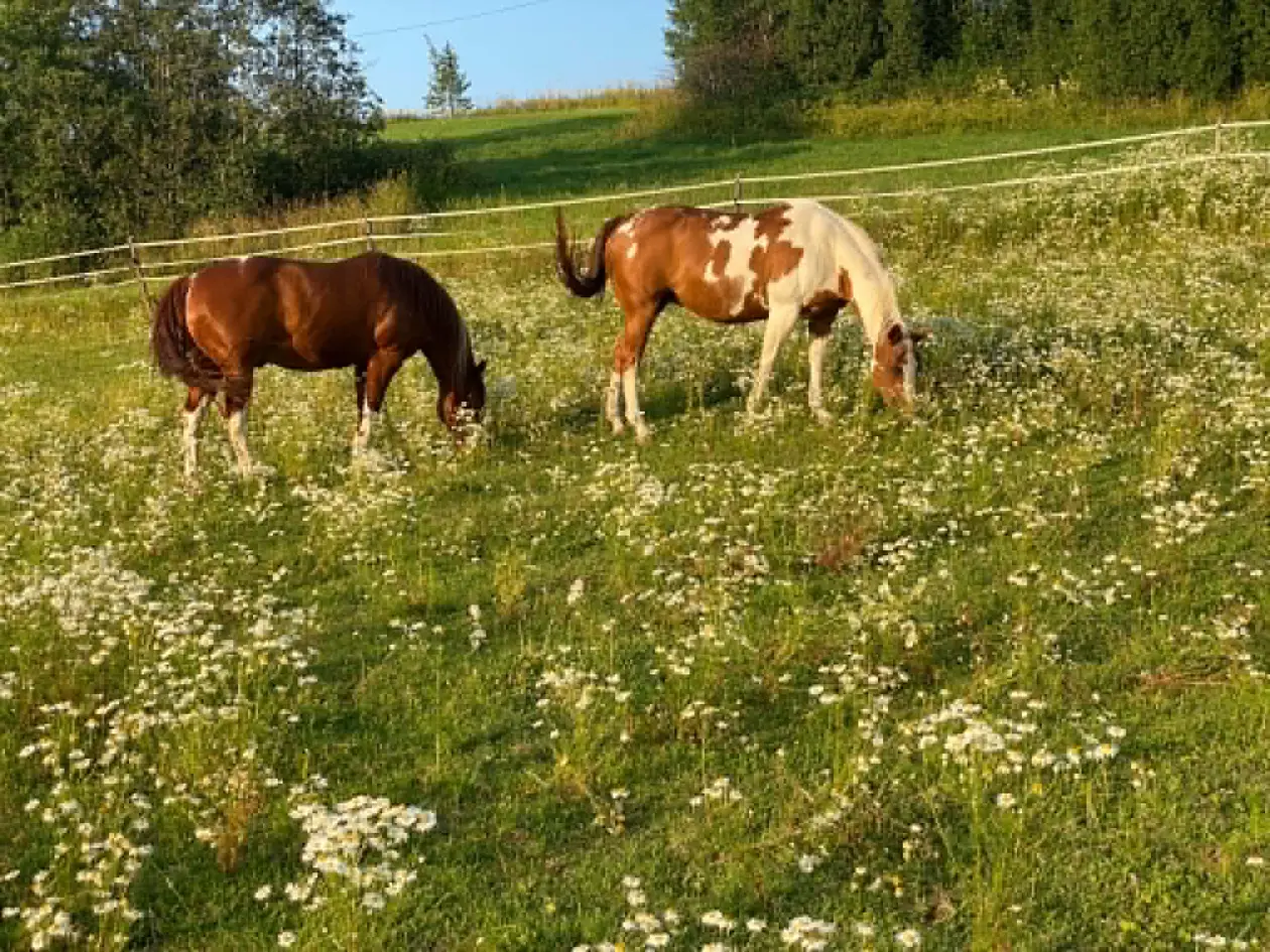 Idyllisk eiendom for hest! Småbruk på 15,9 mål m/ hybel, stall, utegangshus og ridebane (ca.20x40)Vakre turområder. photo 4