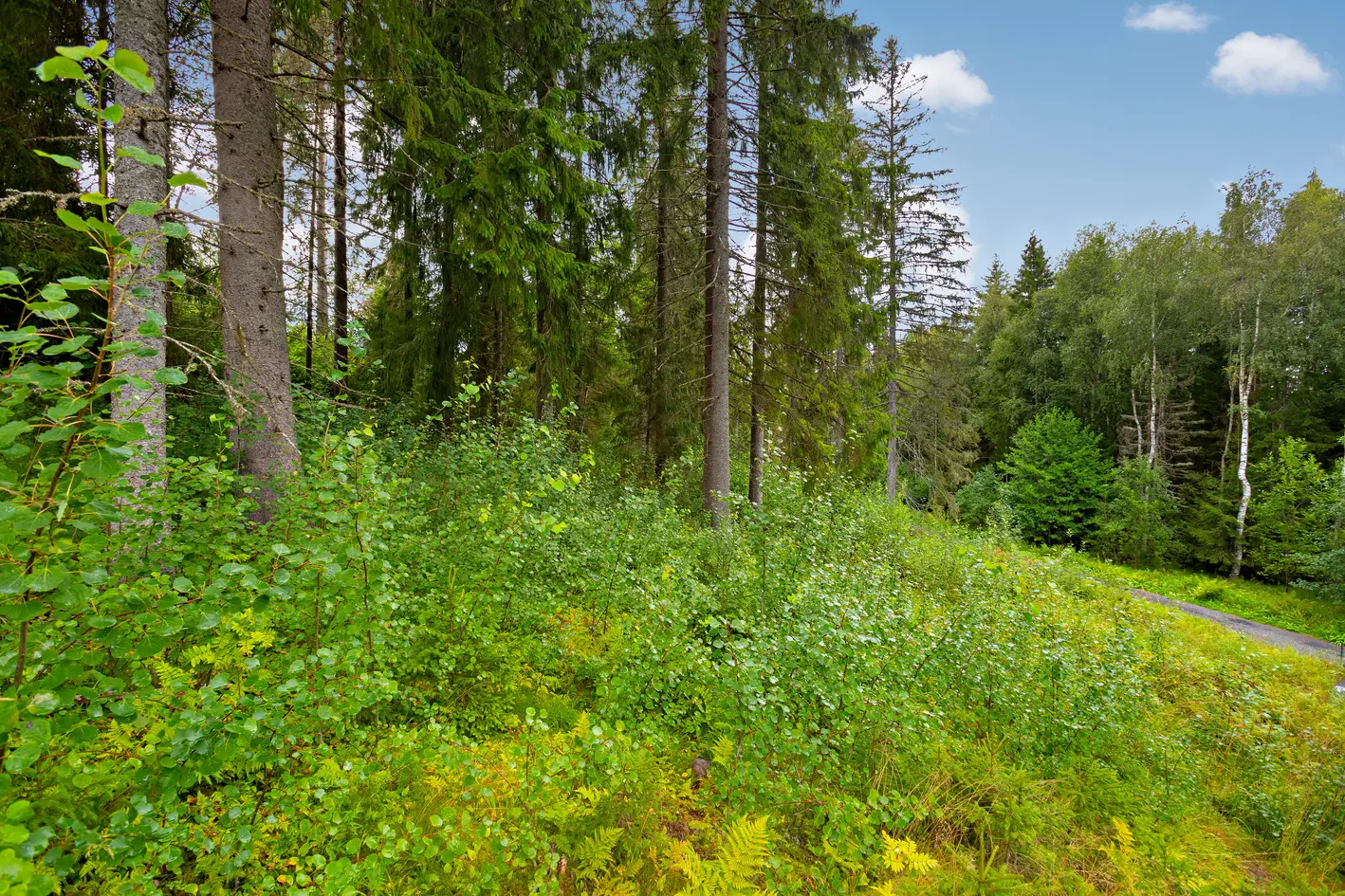 Boligtomt på 1.962 kvm med flott beliggenhet i attraktivt område | Kort vei til Langen og flotte turområder photo 3